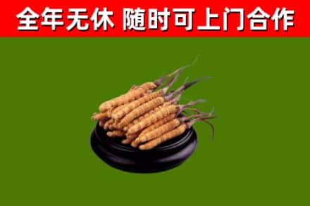 椒江回收冬虫夏草